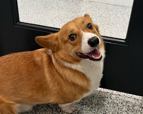 Happy dog by the door